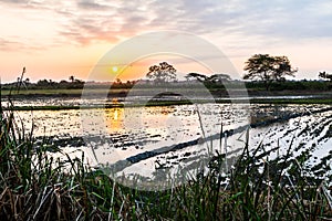 Sunset at rice fields