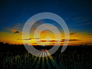 Sunset in the rice fields