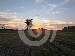 Sunset at ricefield