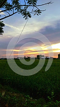 Sunset in the Ricefield - Beautiful Indonesia Vertical Wallpaper Background