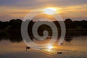 Sunset in Richmond park, London,UK