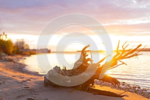 Sunset river beach view with snag