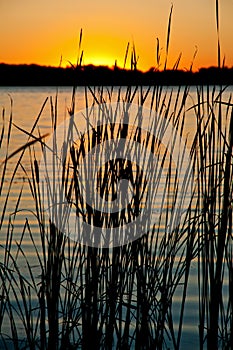 Sunset on the river with the silhouette of reed