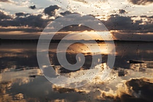 Sunset at river, spider web with flies