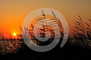 sunset and romantic atmosphere on the beach reeds