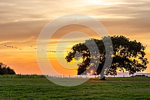 Sunset in rural Sussex, with geese in flight near a silhouetted tree