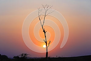 Sunset With Sad Tree