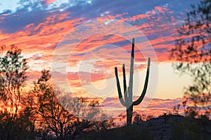 Sunset and Saguaro Cactus in Arizona