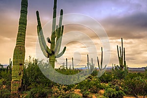 Sunset on the Saguaro Cactus Fields, Saguaro National Park, Arizona