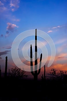 Sunset and Saguaro cactus in Saguaro national park