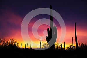 Sunset and Saguaro cactus in Saguaro national park