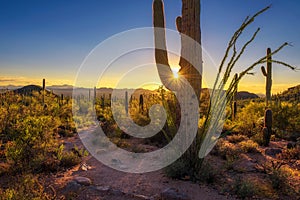 Sunset in Saguaro National Park in Arizona