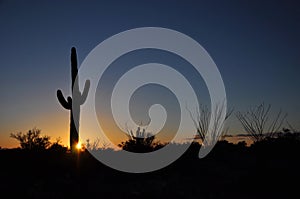 Sunset in Saguaro National Park Arizona