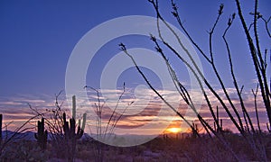 Sunset at Saguaro National Park in Arizona