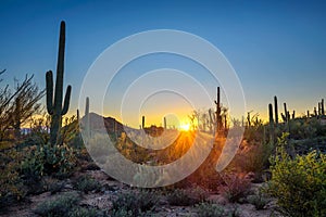 Sunset in Saguaro National Park in Arizona