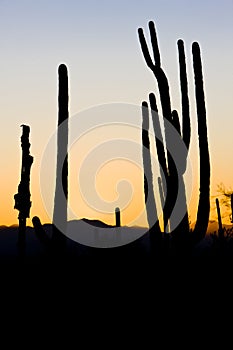 sunset in Saguaro National Park, Arizona, USA