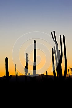 sunset in Saguaro National Park, Arizona, USA