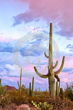 Sunset in the Saguaro National Park, near Tucson, southeastern Arizona, United States. Big Saguaro cactus