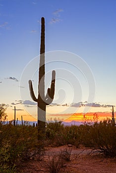 Sunset in the Saguaro National Park, near Tucson, southeastern Arizona, United States. Saguaro cactus Carnegiea gigantea stand