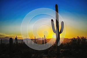 Sunset at the Saguaro National Park, Tucson AZ photo