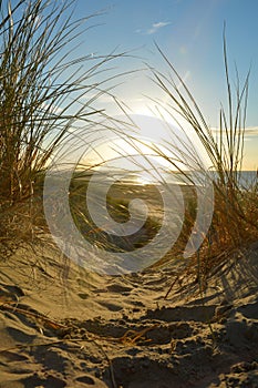Sunset in the sand dunes with beach grass and blue sky