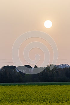 Sunset with sand suspended in the atmosphere, coluring the sky red, over some cultivated fields with yellow flowers photo