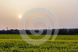 Sunset with sand suspended in the atmosphere, coluring the sky red, over some cultivated fields with yellow flowers photo