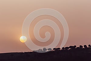 Sunset with sand suspended in the atmosphere, coluring the sky red, over some trees silhouettes photo