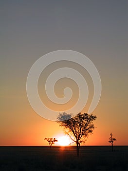 Sunset in the savanna