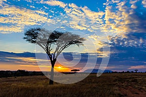 Sunset in savannah of Africa with acacia trees, Safari in Serengeti of Tanzania