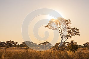 Sunset in savannah of Africa with a tree, Safari in Zimbabwe