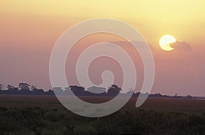 SUNSET ON SAVANNAH, MASAI MARA PARK IN KENYA