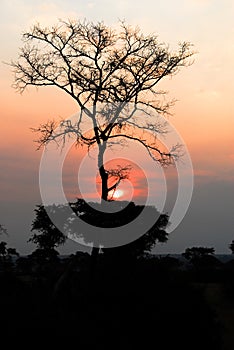 Sunset at savannah, Uganda
