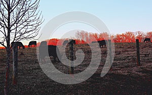 Sunset Scene of Cows Grazing in Pasture