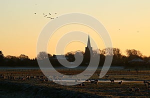 Sunset scene, sheep, church steeple, birds flying