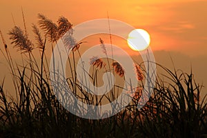 Sunset scenery with grass