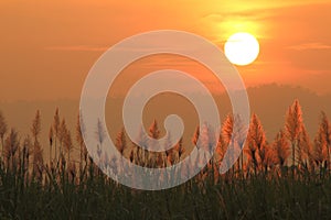 Sunset scenery with grass