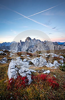 Sunset scenery in the Italian Dolomites. Bright red alpine flowers in the foreground and Monte Cristallo in the background.