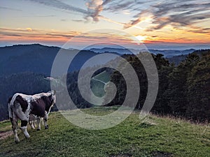 sunset on the schnebelhorn hill. cows on pasture, farmland in switzerland near zurich. beautiful view. animal picture