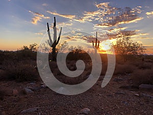 Sunset in Scottsdale, Arizona, Saguaro Cactus tree silhouetted