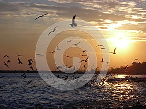 Sunset with sea gulls