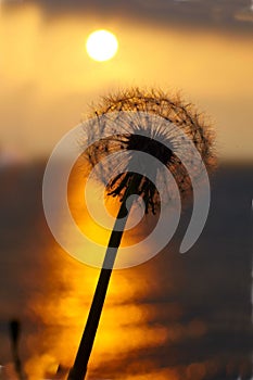 Sunset at sea, the sun sets over the horizon. Dandelion bathed in golden sunlight, the sun`s rays are reflected in the water