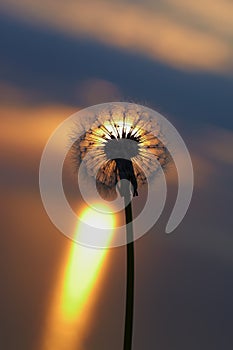 Sunset at sea, the sun sets over the horizon. Dandelion bathed in golden sunlight, the sun`s rays are reflected in the water