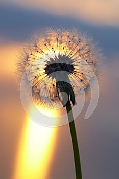 Sunset at sea, the sun sets over the horizon. Dandelion bathed in golden sunlight, the sun`s rays are reflected in the water