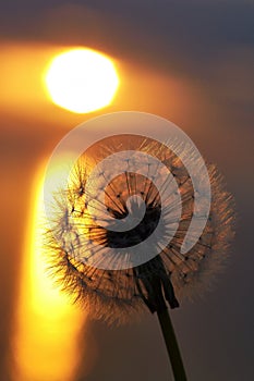 Sunset at sea, the sun sets over the horizon. Dandelion bathed in golden sunlight, the sun`s rays are reflected in the water