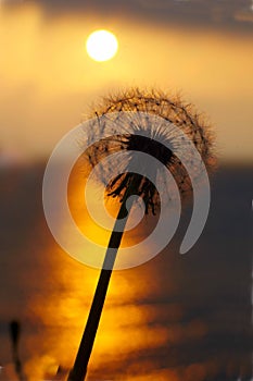 Sunset at sea, the sun sets over the horizon. Dandelion bathed in golden sunlight, the sun`s rays are reflected in the water