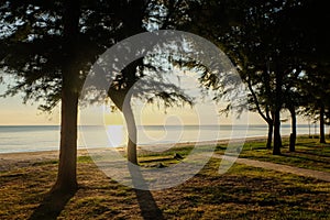 Sunset at sea with trees sway at Chaolao Tosang Beach Chanthaburi Thailand for nature background or texture.