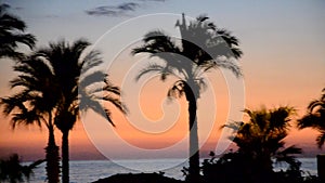 Sunset on the sea with a view of palm trees, city, night road. palms on sand beach in tropic on sunset.