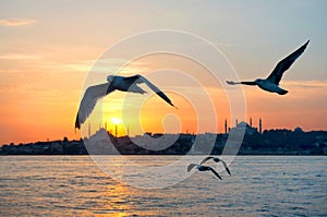 The sunset seabirds in Istanbul