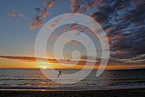 Sunset with Seagull, Redondo Beach, Los Angeles, California